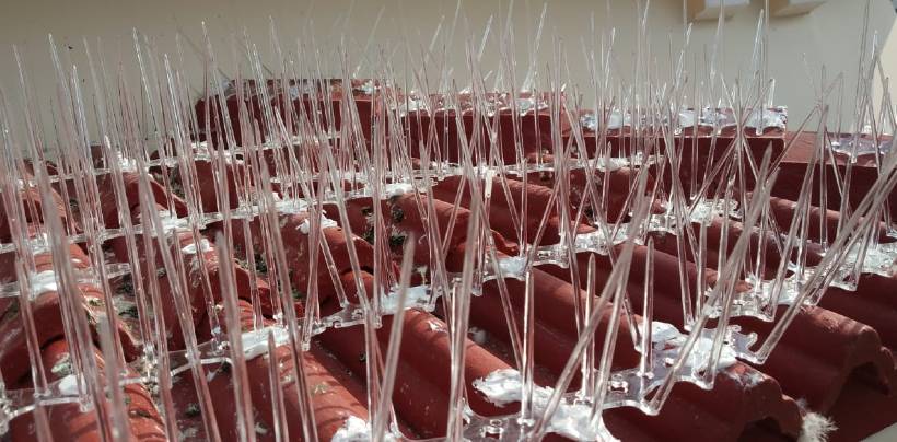 Bird Spikes & Pigeon Spikes In Hyderabad | Call 9392696374 Service in Hyderabad