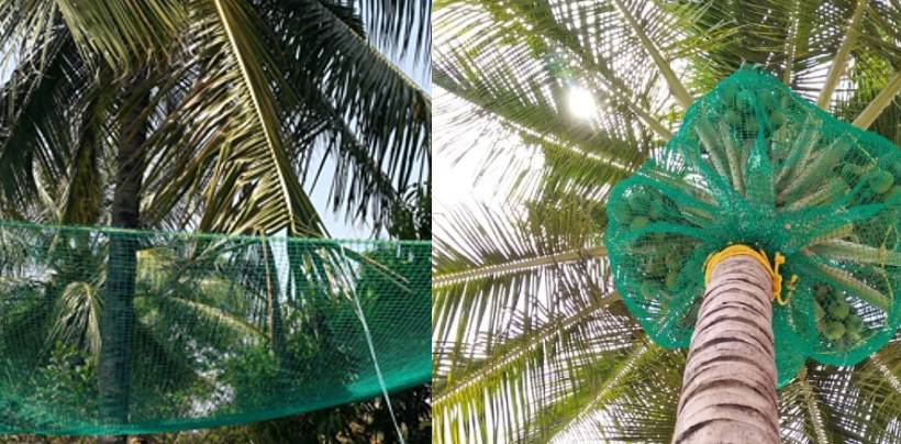 Coconut Tree Safety Nets Fixing | Call 9392696374 for Fall Arrest Nets Fixing