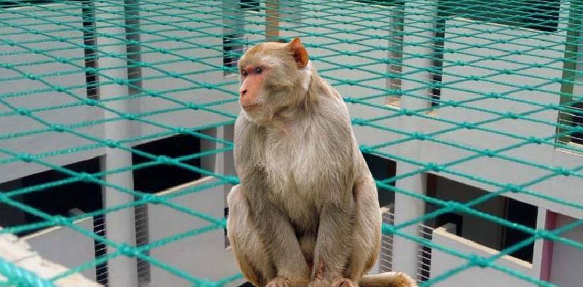 Monkey Safety Nets In Hyderabad | Call 9392696374 For Net Fixing